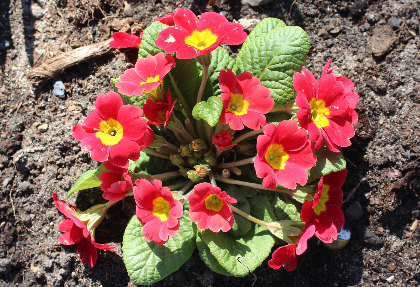 Canon EOS 1200D (EOS Rebel T5 / EOS Kiss X70 / EOS Hi) sample photo. Prymulka, primula, spring flowers photography