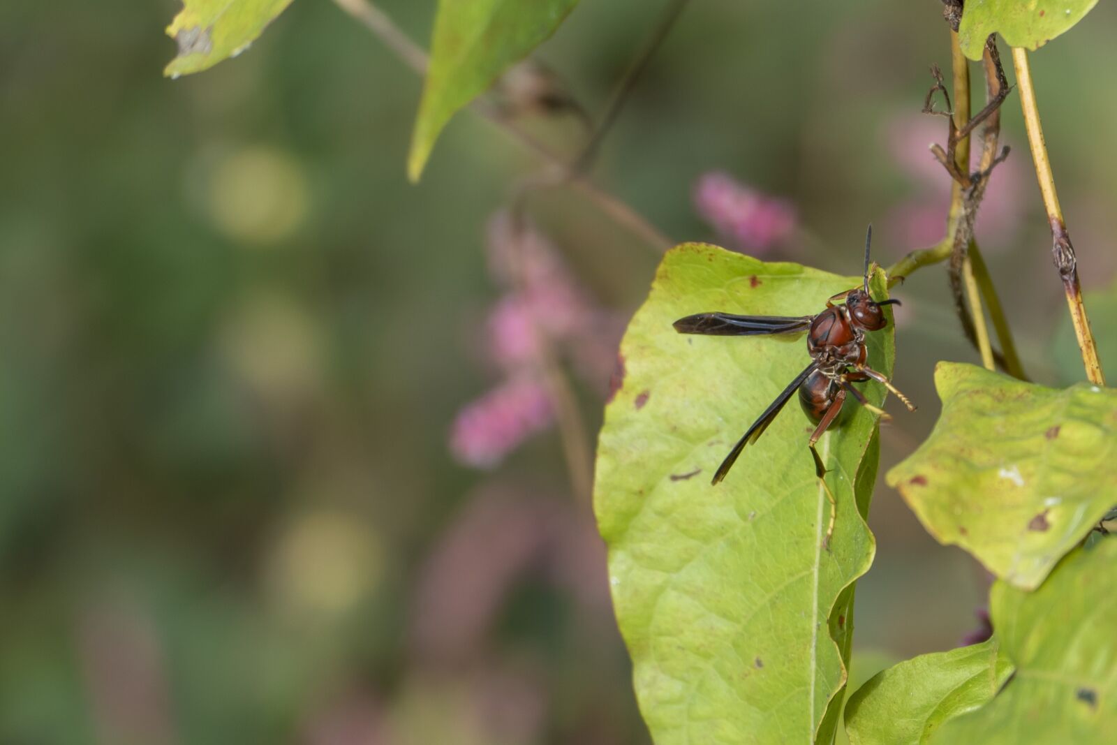 Panasonic Lumix DMC-FZ1000 sample photo. Wasp, insect, bug photography