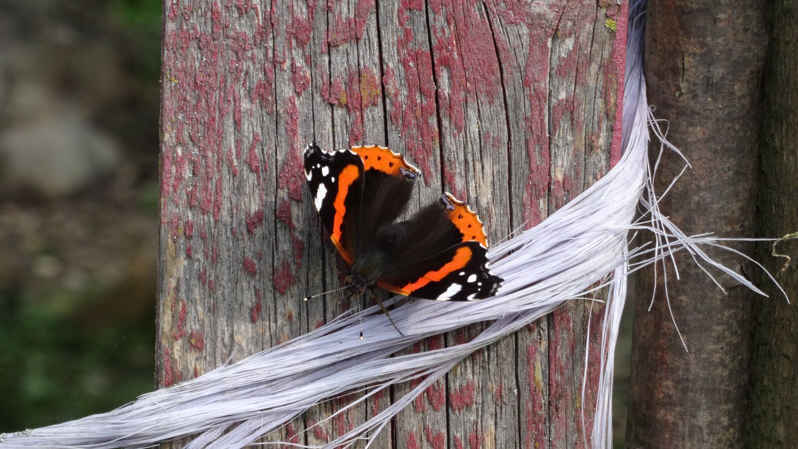 Sony DSC-HX50 sample photo. Butterfly, insect, close up photography