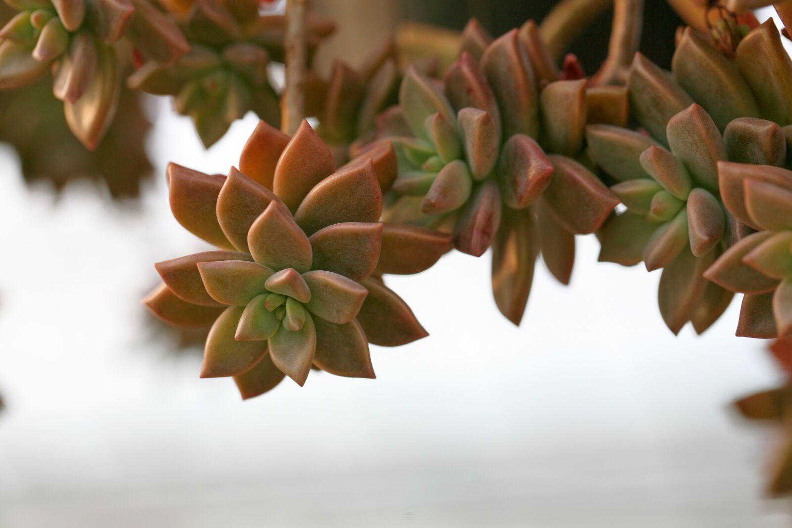 Canon EOS 5D sample photo. A fleshy plant, fleshy photography
