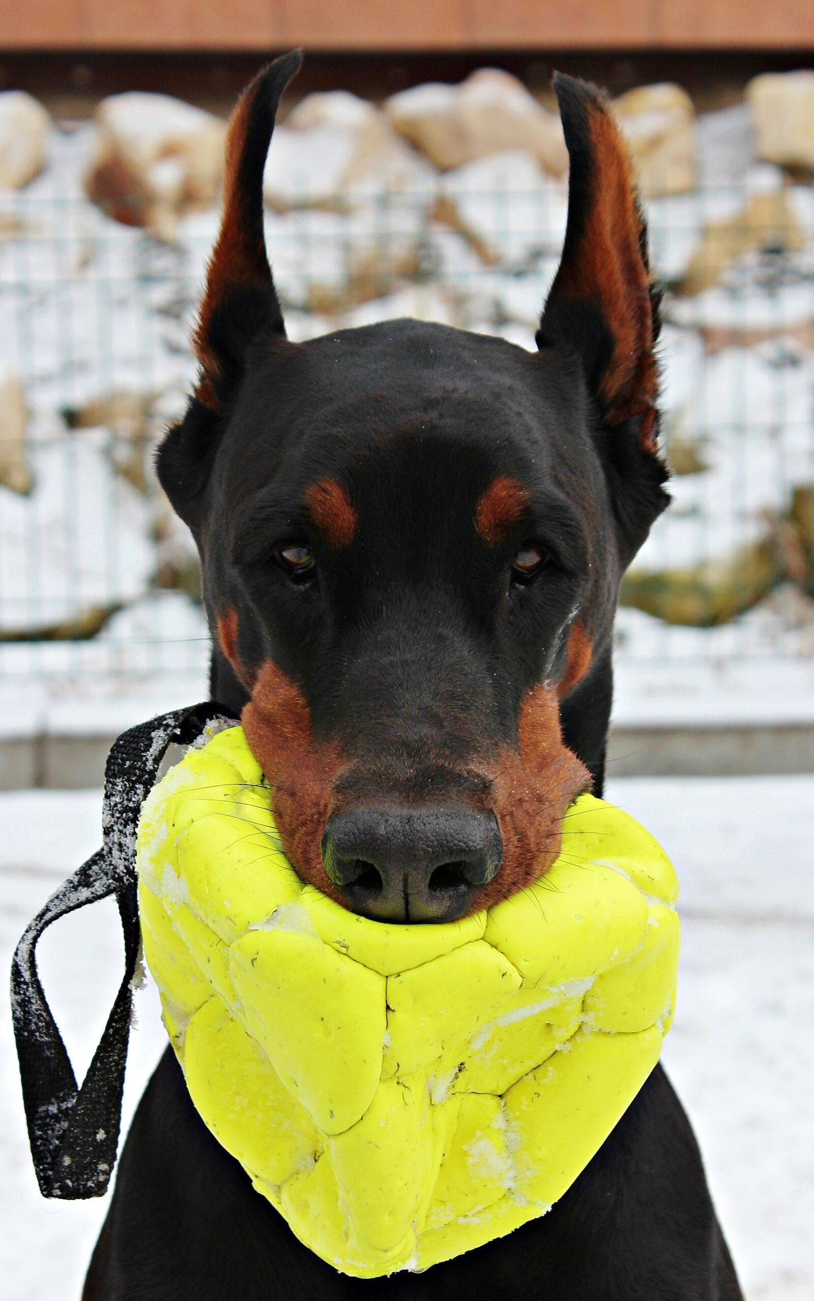 Canon EOS 600D (Rebel EOS T3i / EOS Kiss X5) sample photo. Doberman, dog, portrait photography