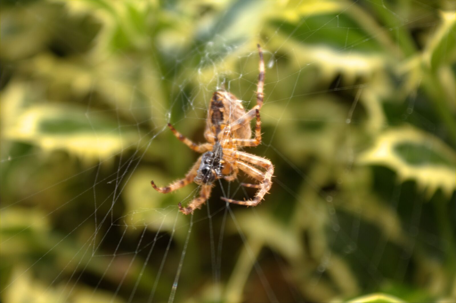 Canon EOS 60D + Canon EF-S 18-55mm F3.5-5.6 IS sample photo. Spiders, outdoor spider, wildlife photography