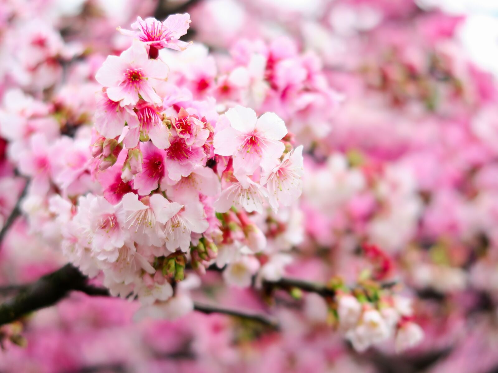 Canon PowerShot G7 X sample photo. Plant, flower, cherry blossom photography