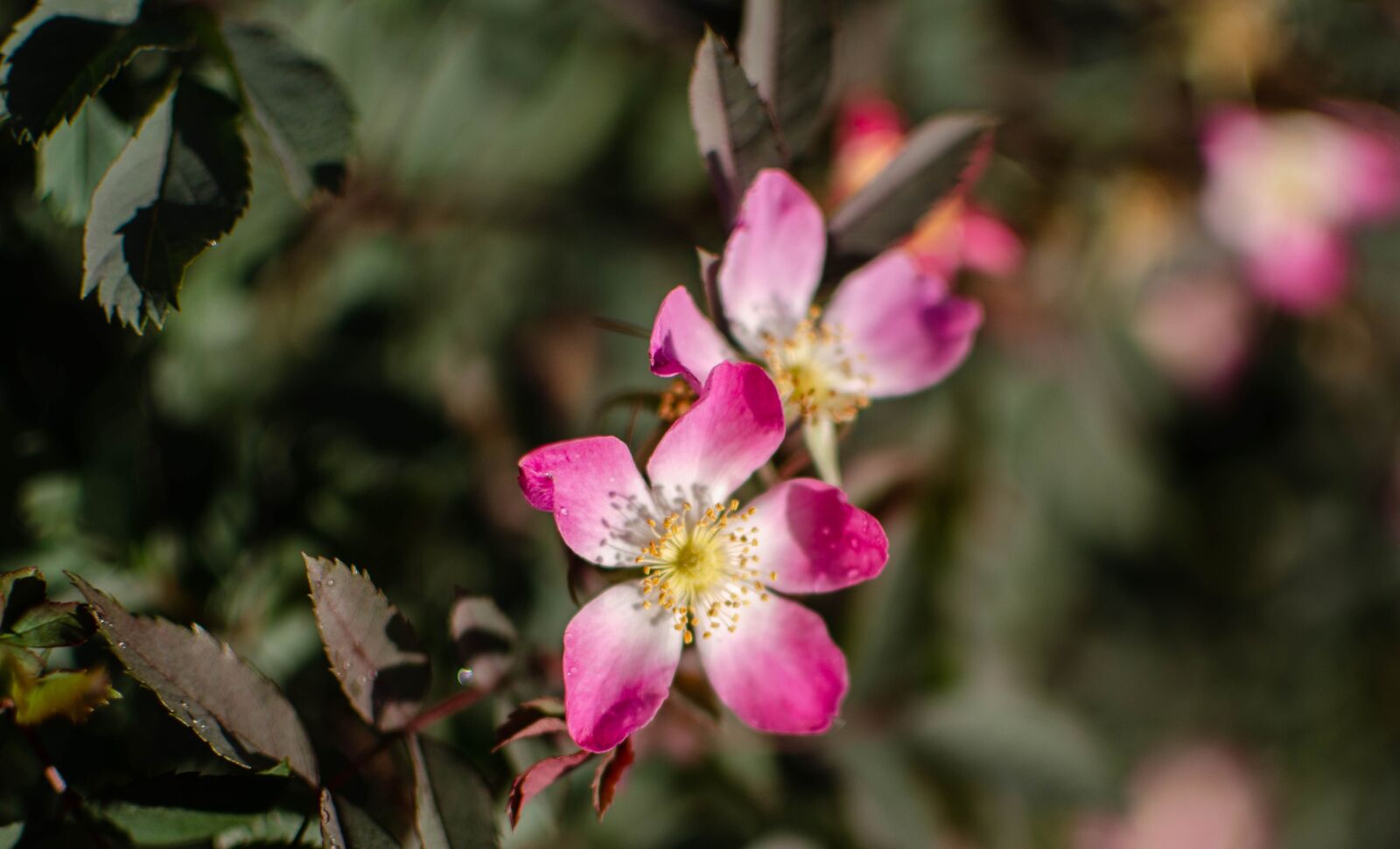 Nikon D5100 sample photo. Flowers, garden, nature photography