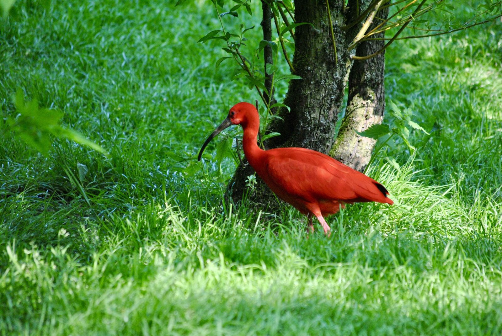 Nikon D3000 sample photo. Cerza, flamingo, pink photography