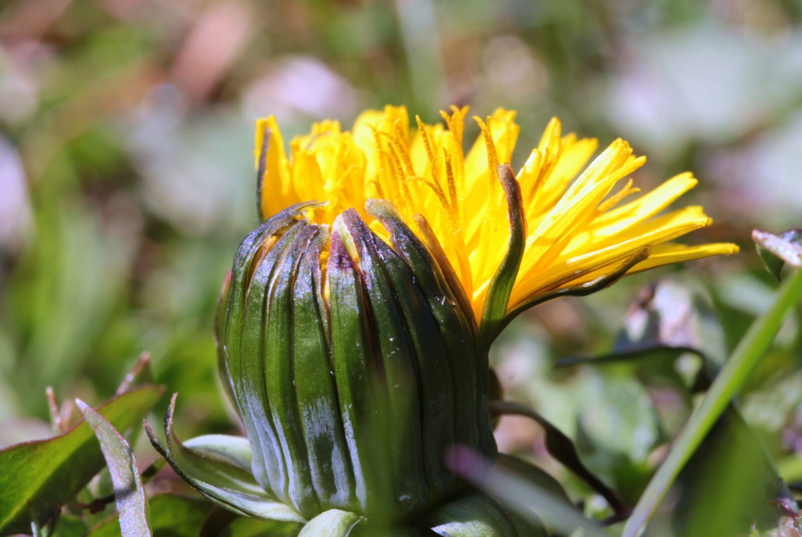 Canon EOS 650D (EOS Rebel T4i / EOS Kiss X6i) sample photo. Dandelion, pointed flower, plant photography
