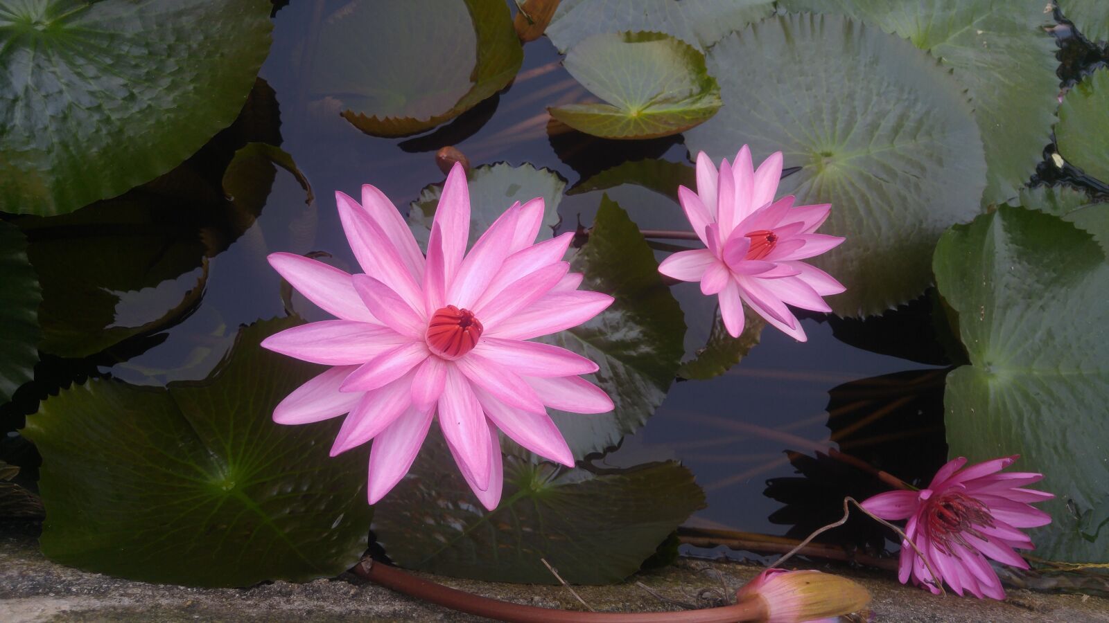LG G4 sample photo. Pink, guns, flower photography