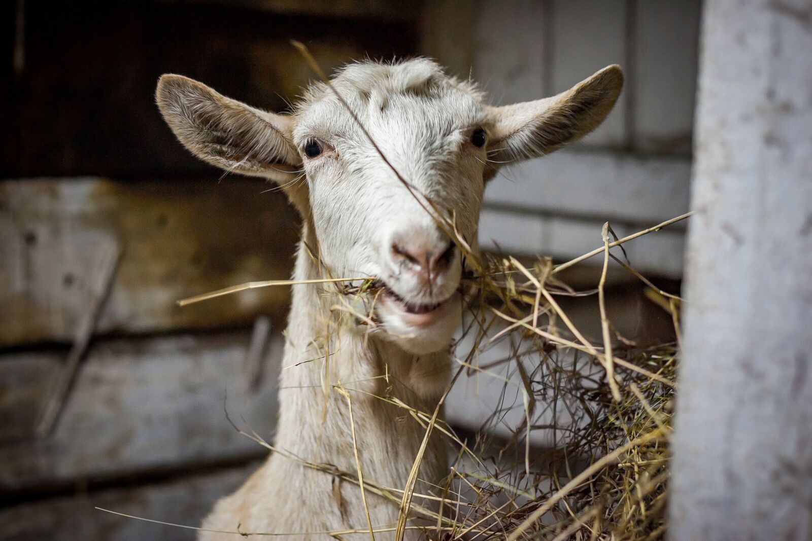 Canon EOS-1D Mark II sample photo. Farm, animals, livestock photography