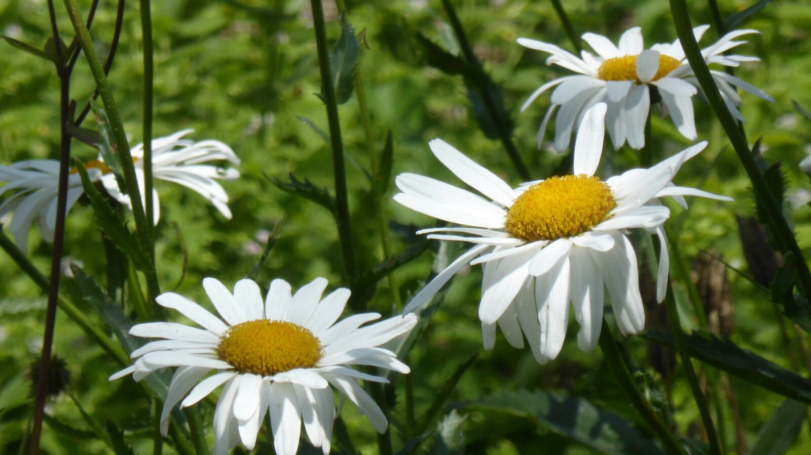 Panasonic DMC-TZ41 sample photo. Daisies, white, flowers photography