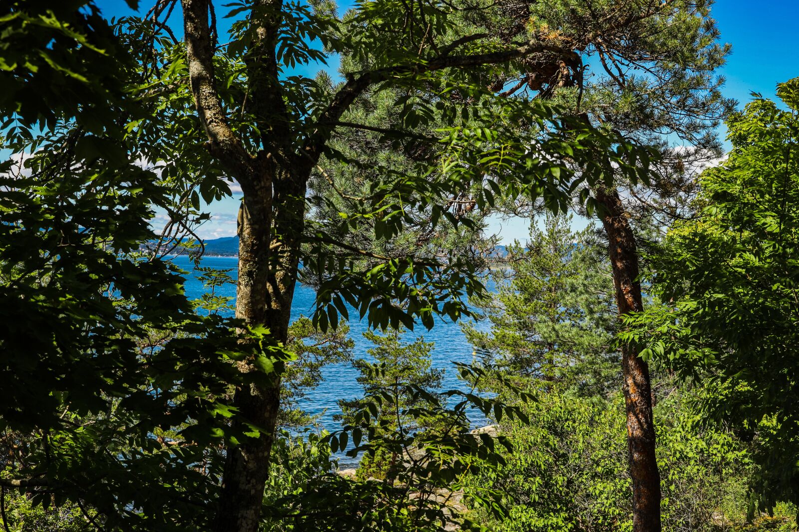 Canon EOS R sample photo. Tree, sea, water photography