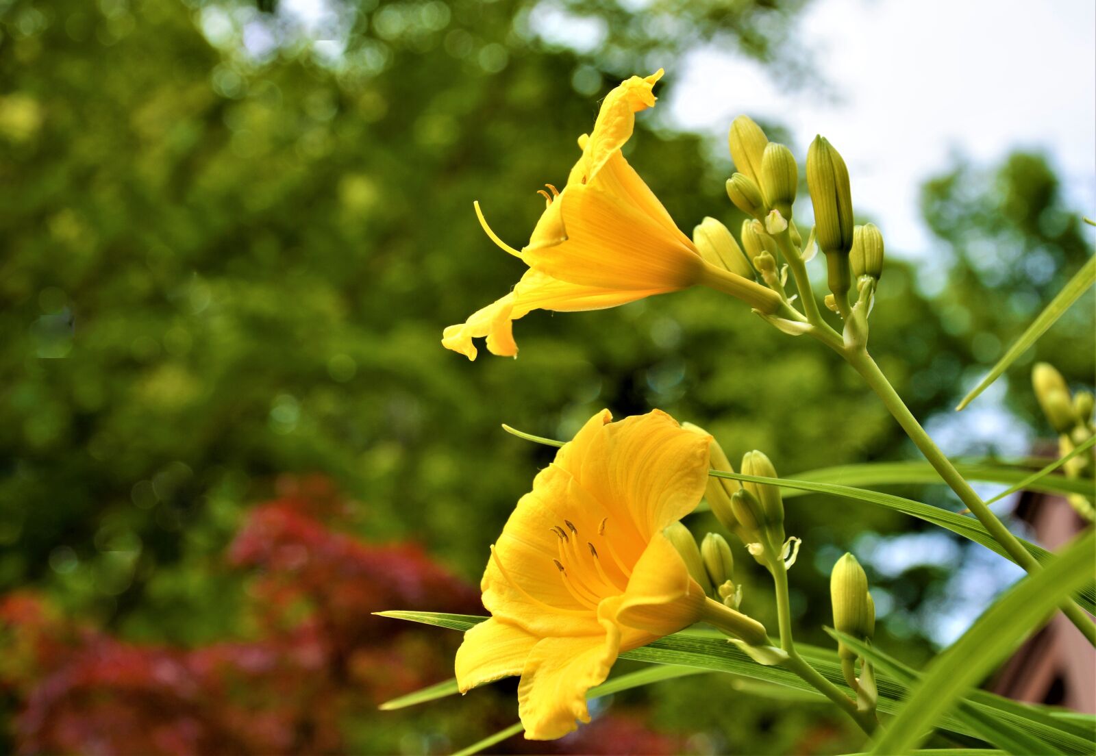 Nikon D7100 sample photo. Flowers, lilies, side view photography