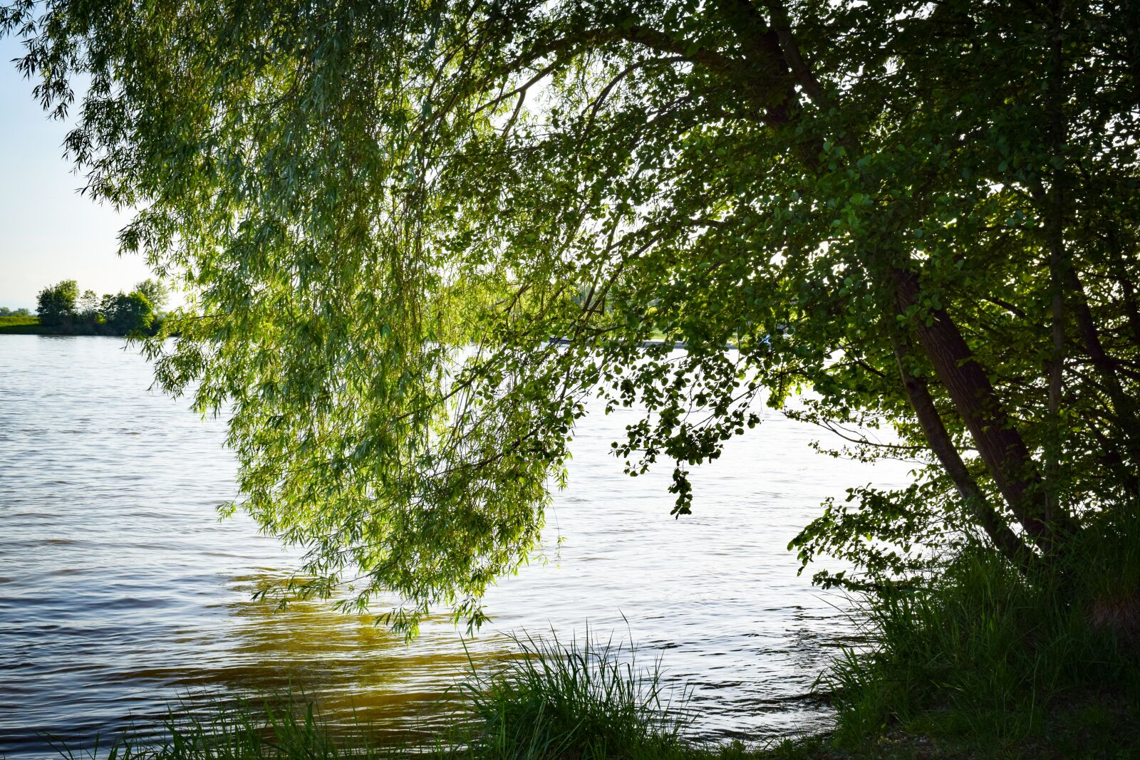 Nikon D5300 sample photo. Tree, pasture, water photography