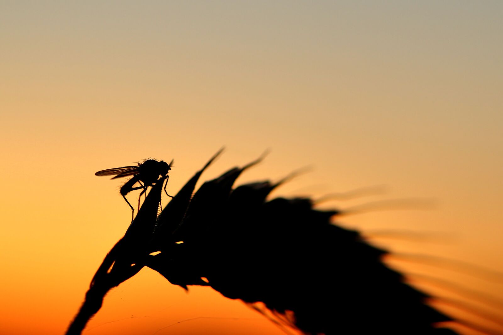 Tamron SP 90mm F2.8 Di VC USD 1:1 Macro sample photo. Fly, silouhette, sunset photography