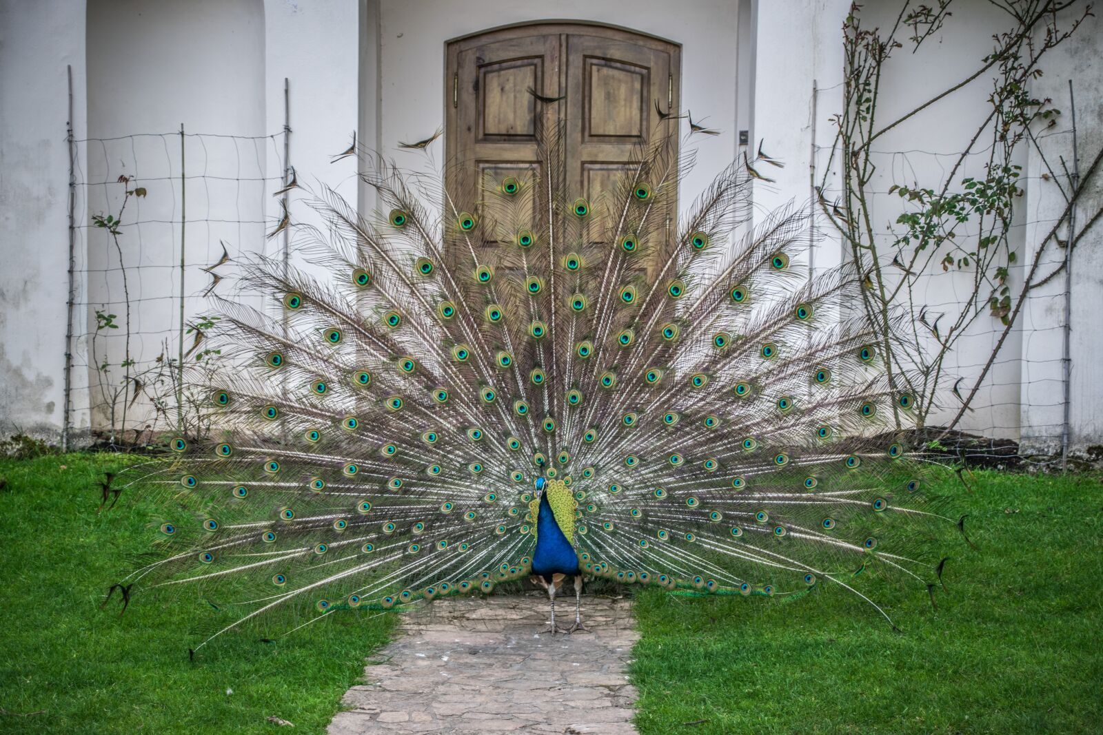 Nikon D5300 sample photo. Peacock, beauty, bird photography