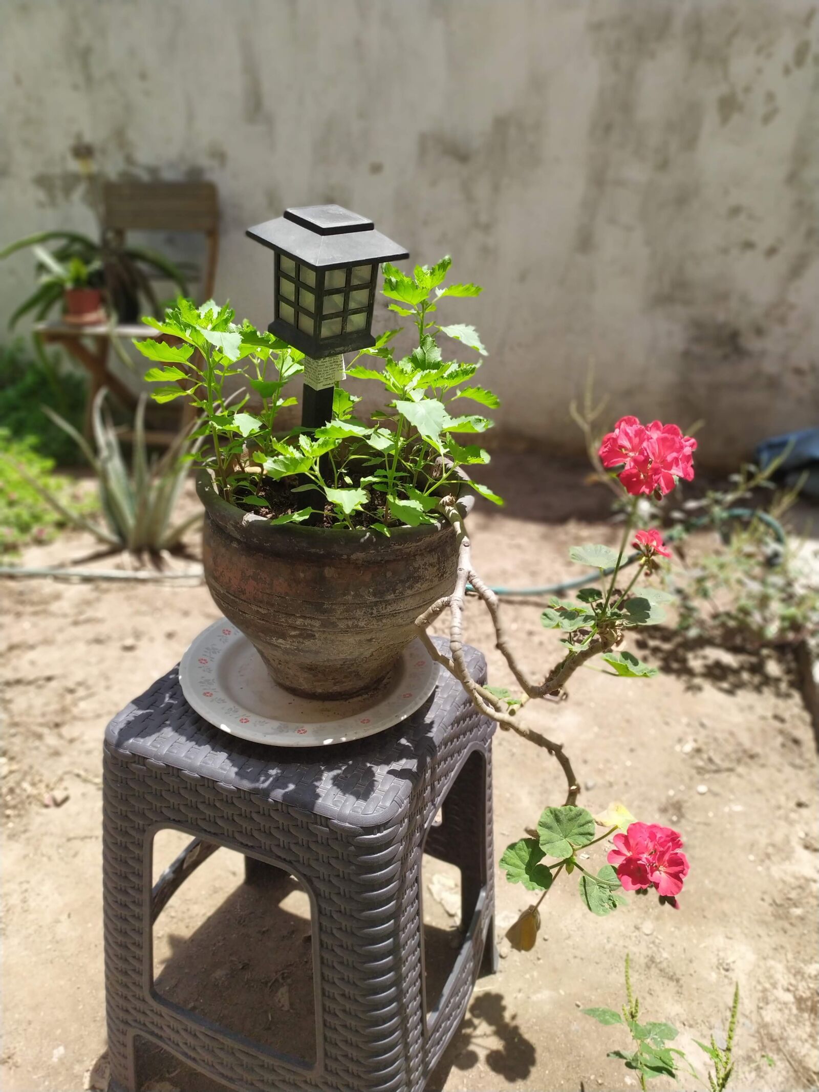 Xiaomi Redmi Note 7 sample photo. Garden, flowers, plant photography