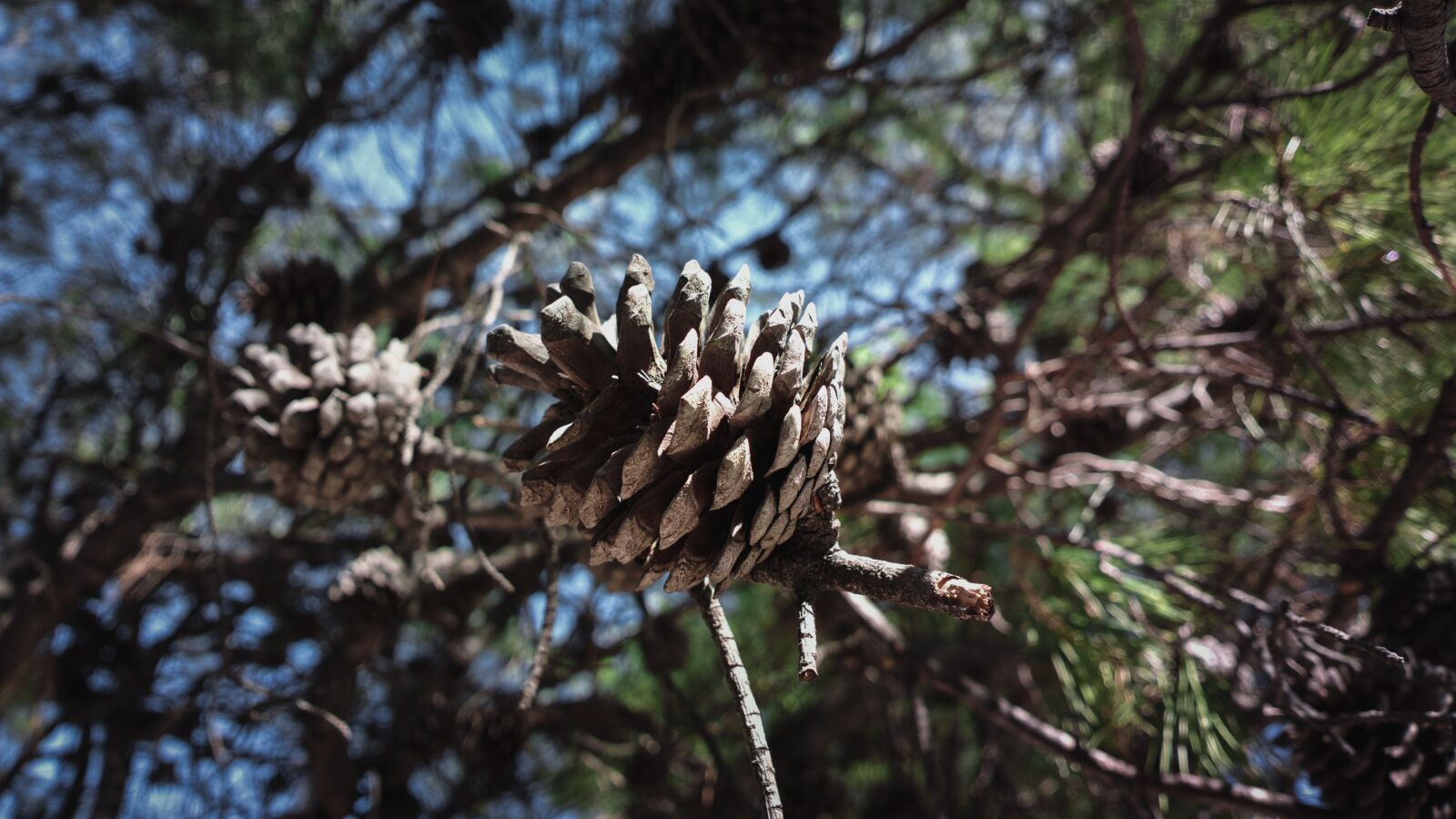 Nokia 808 PureView sample photo. Pine tree, pine, nature photography