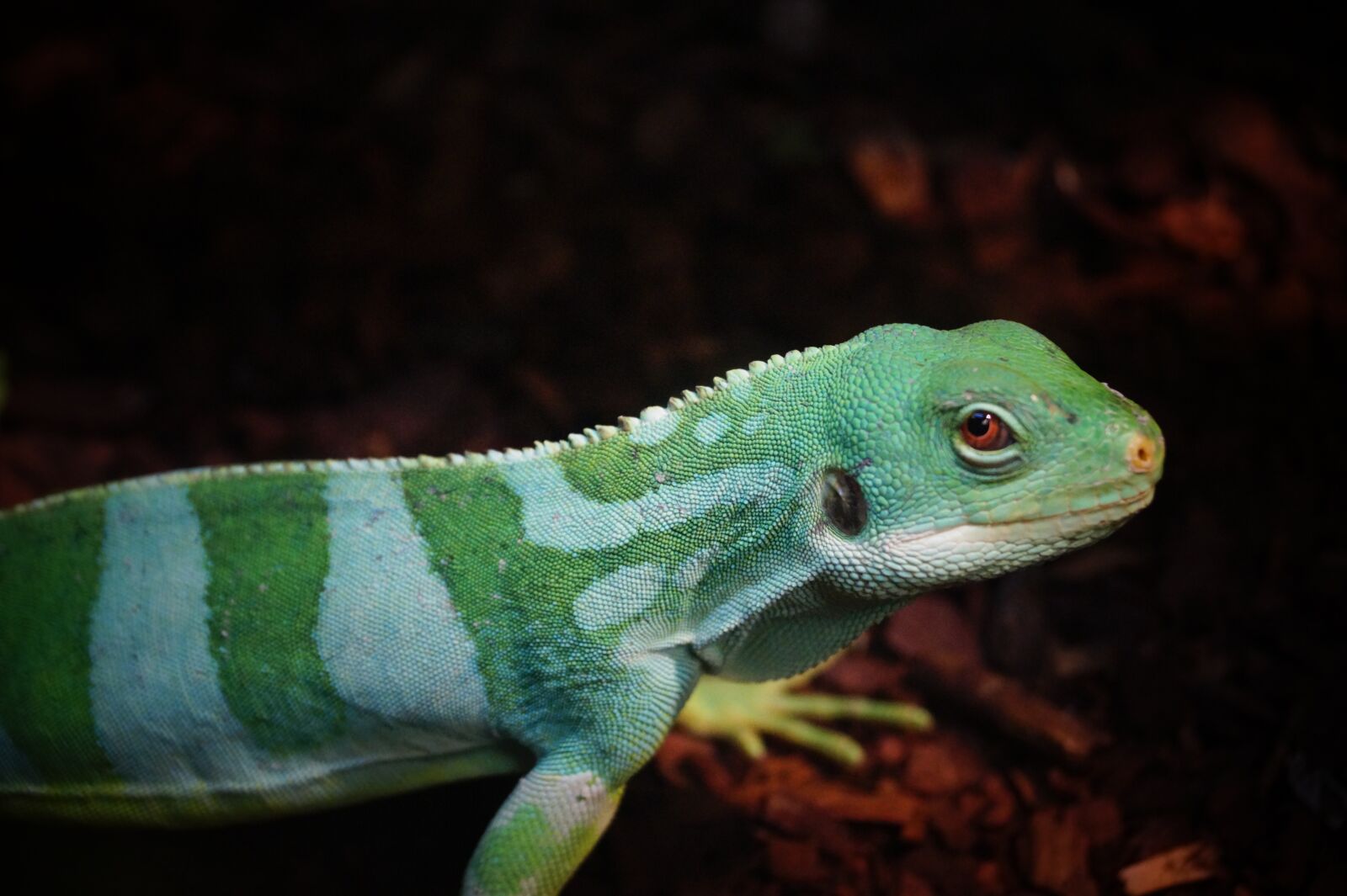 Sony DT 18-55mm F3.5-5.6 SAM II sample photo. Creeper, terrarium, zoo photography