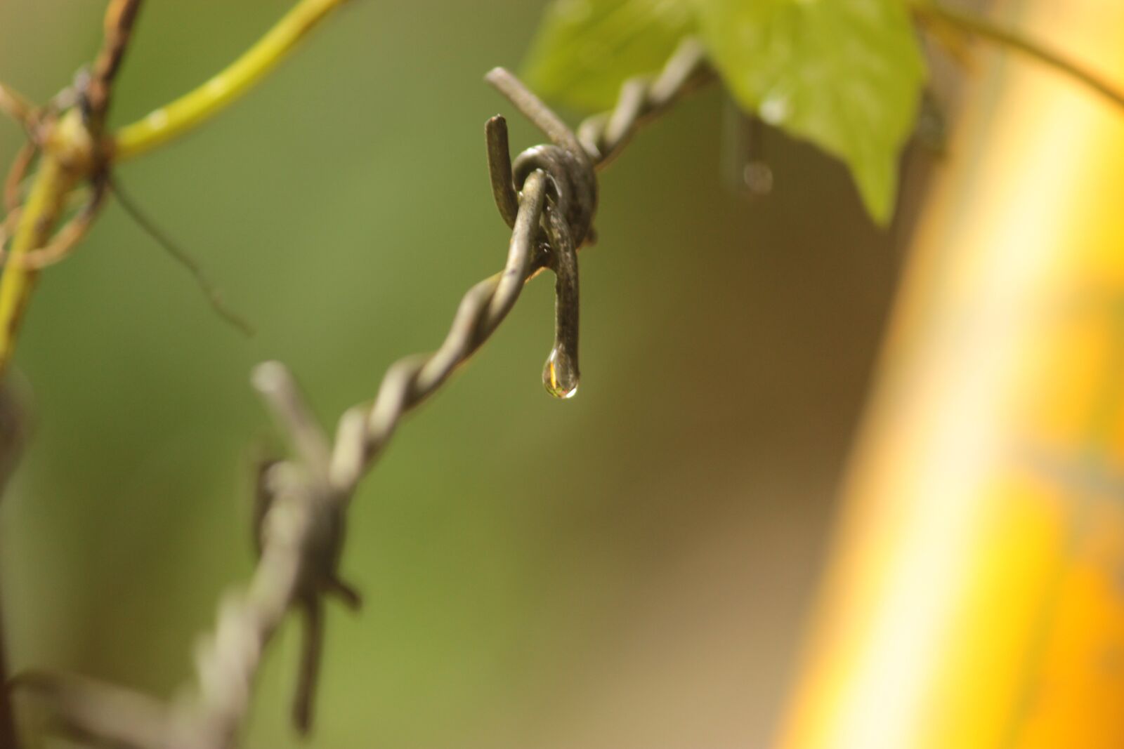 Canon EOS 600D (Rebel EOS T3i / EOS Kiss X5) sample photo. Rain, drops, fence photography
