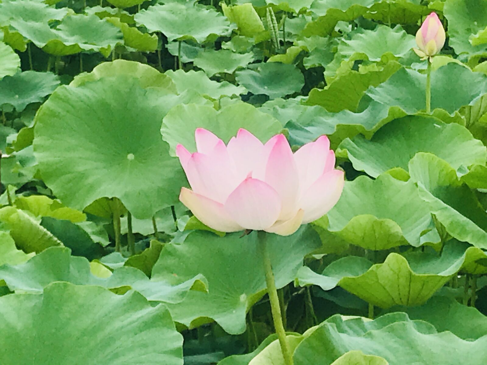 iPhone 7 back camera 3.99mm f/1.8 sample photo. Lotus, flowers, research field photography