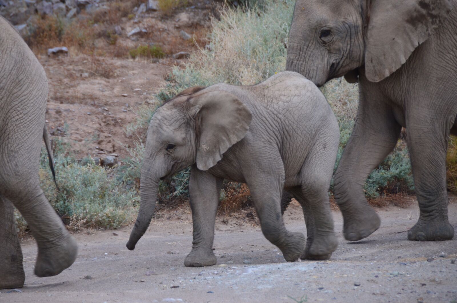 Nikon D7000 sample photo. Baby elephant, elephant, africa photography