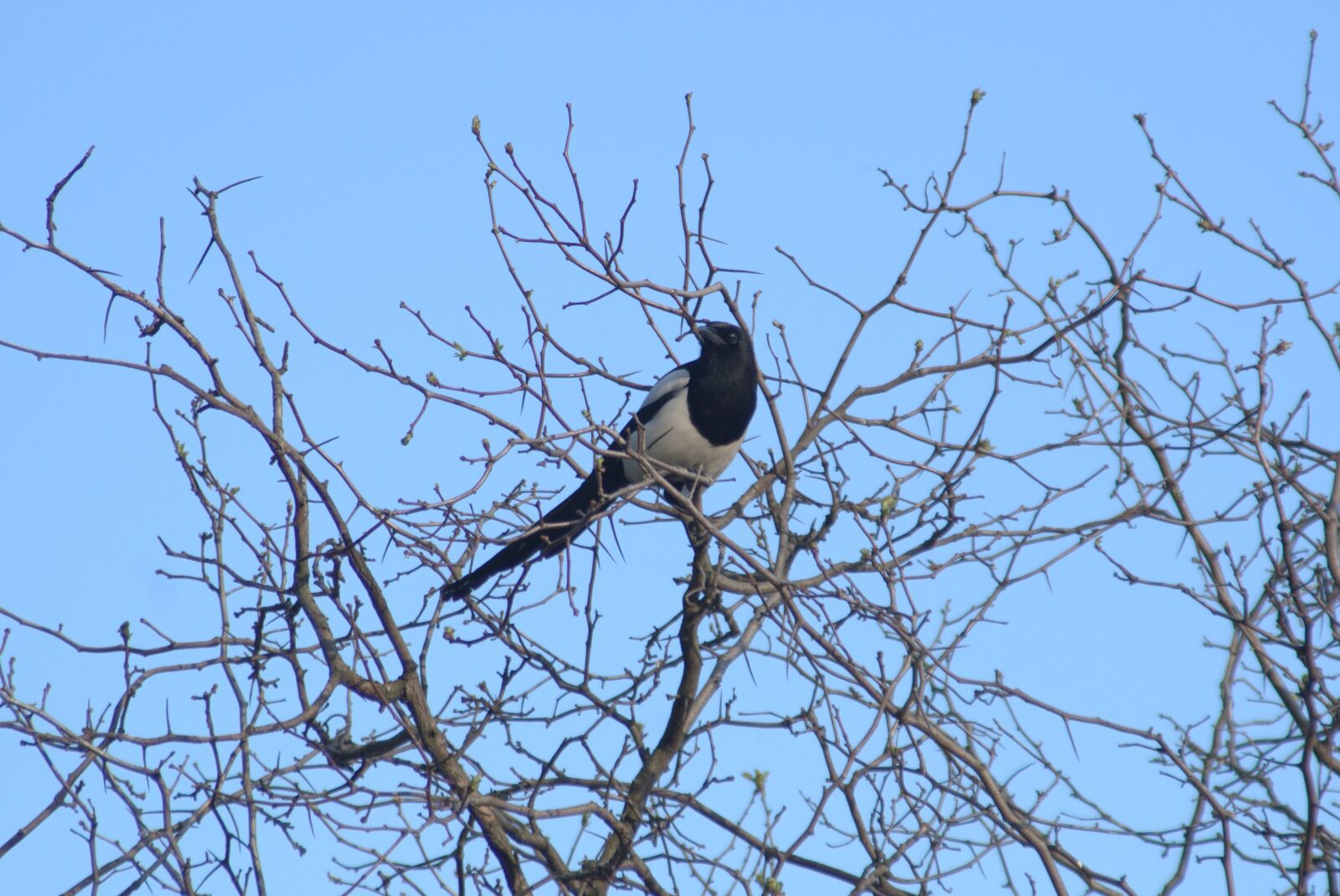 Pentax K-S2 sample photo. Pie, bird, tree photography