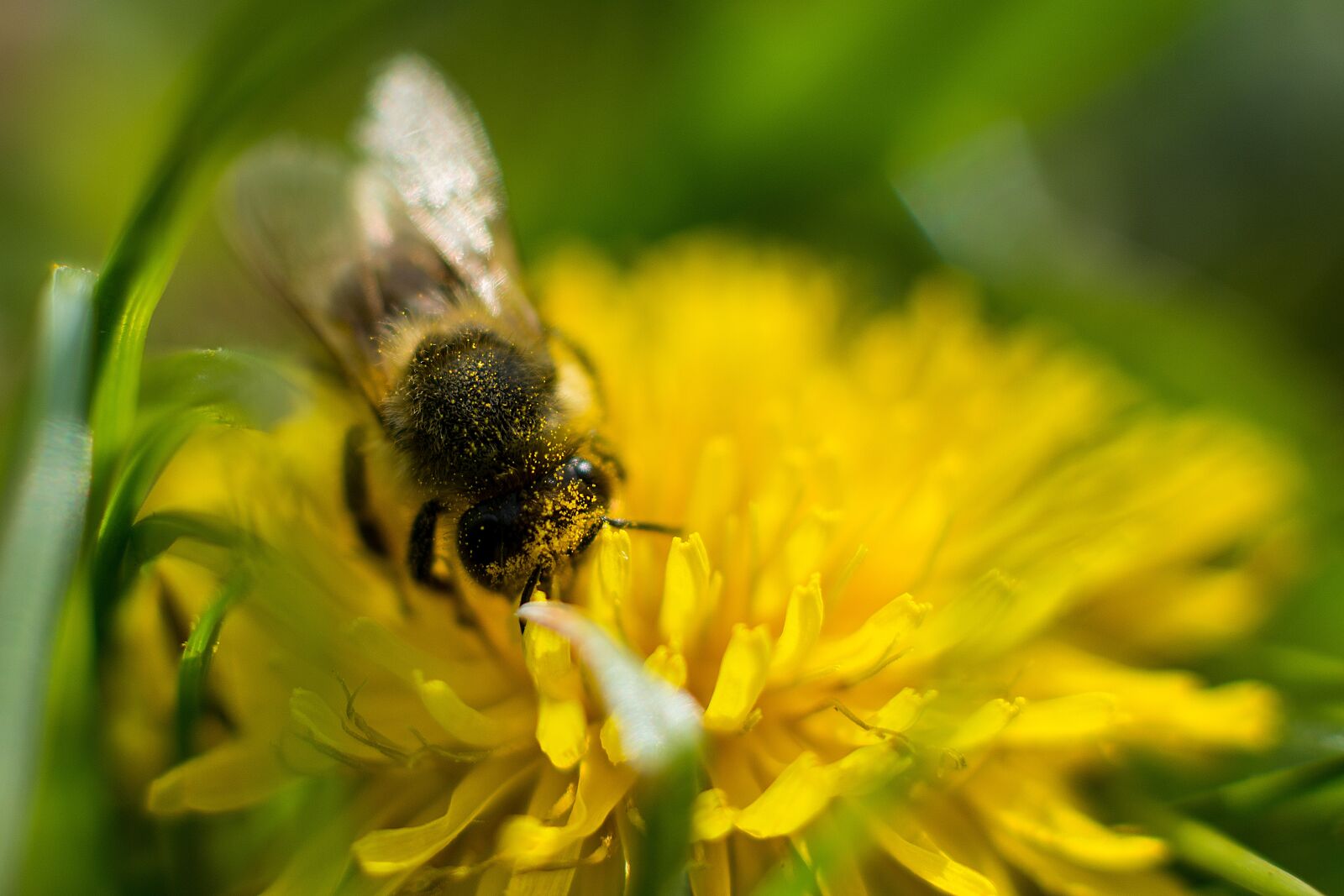 Nikon D7200 sample photo. Bee, dandelion, flower photography