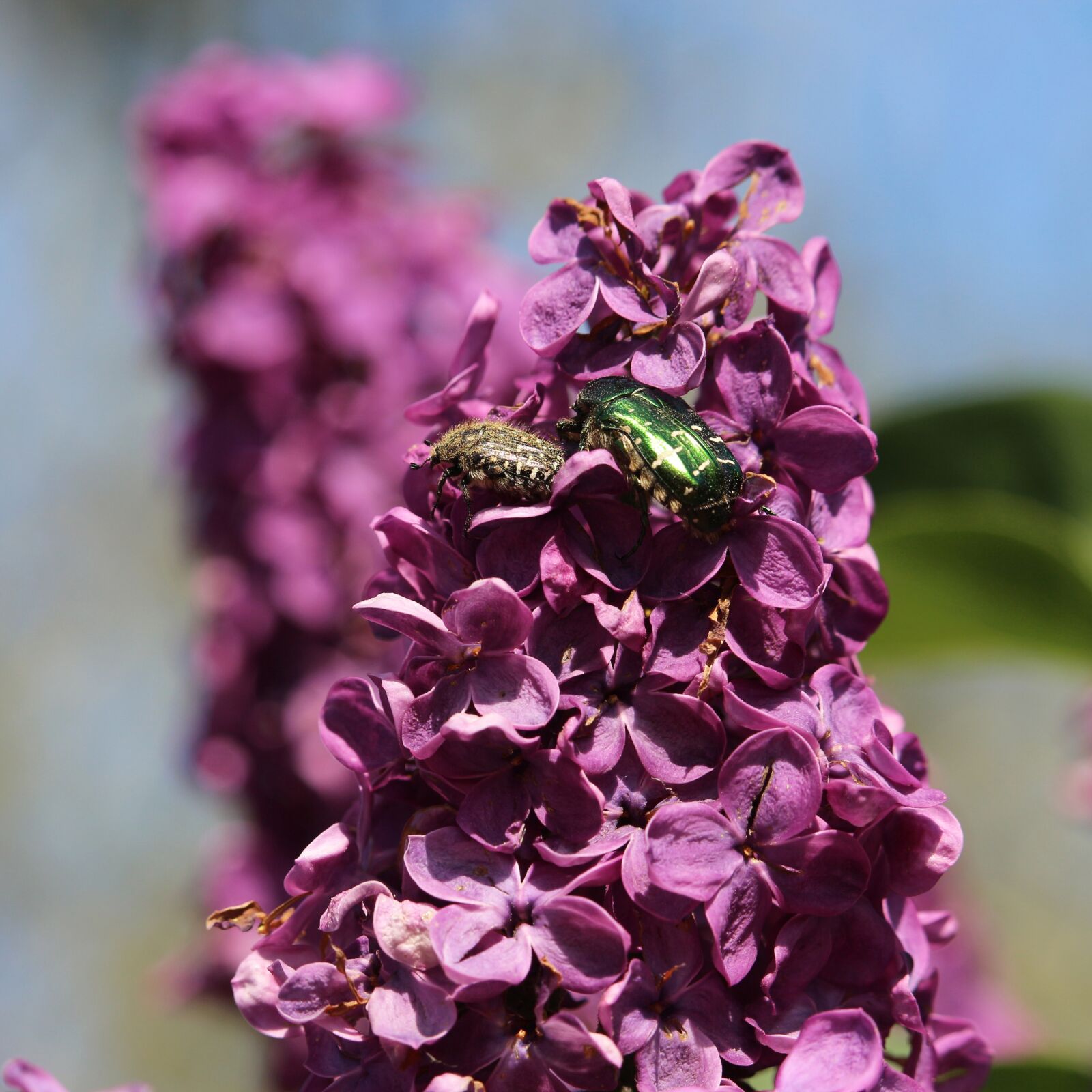 Canon EOS 700D (EOS Rebel T5i / EOS Kiss X7i) sample photo. Rose chafer, beetle, met photography