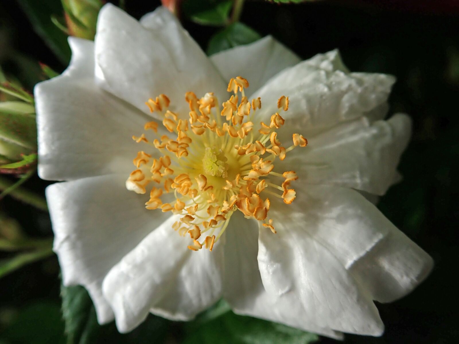 Olympus TG-5 sample photo. Flower, white, rose photography