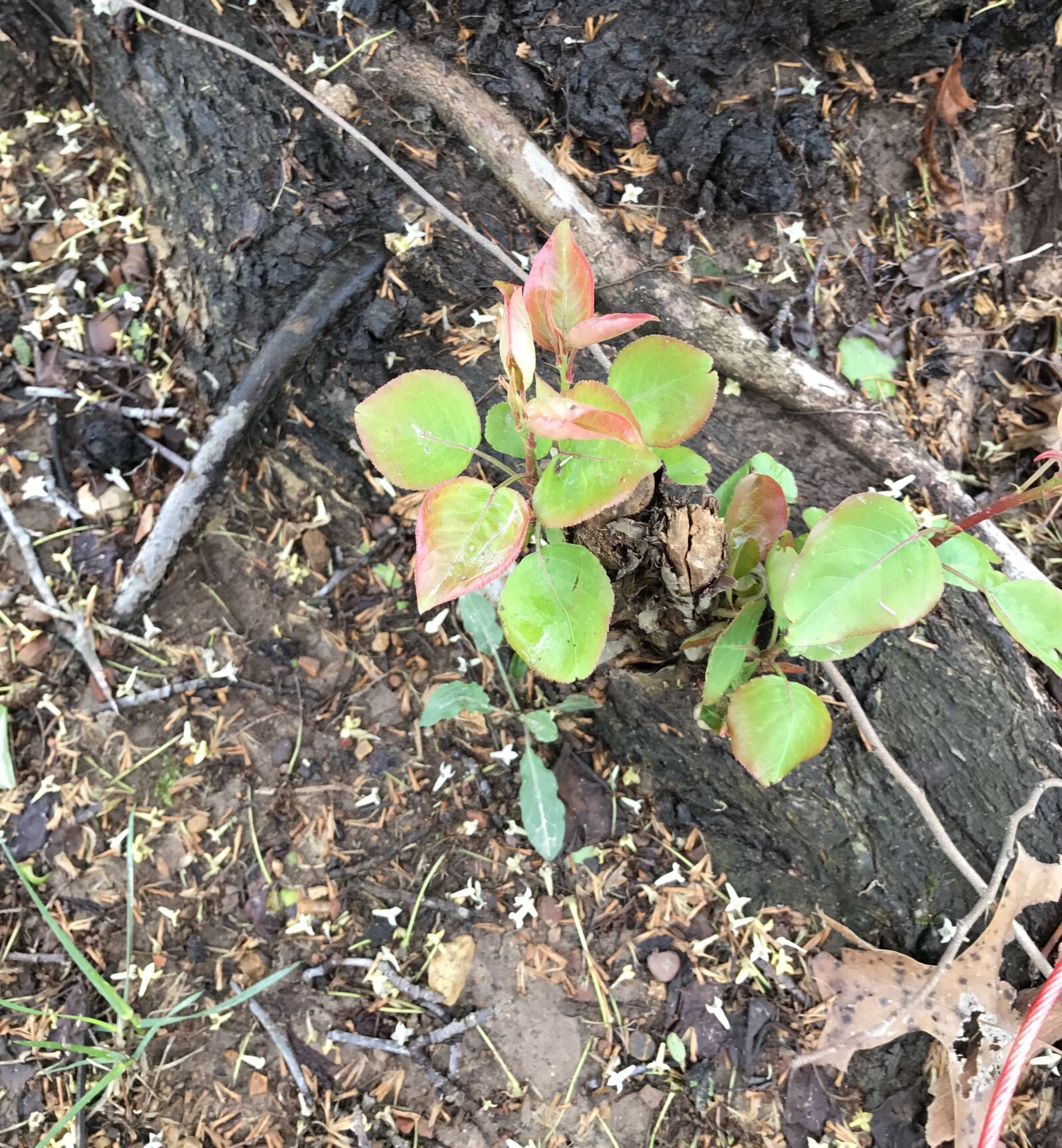 Apple iPhone 7 sample photo. Tree, saplings, nature photography