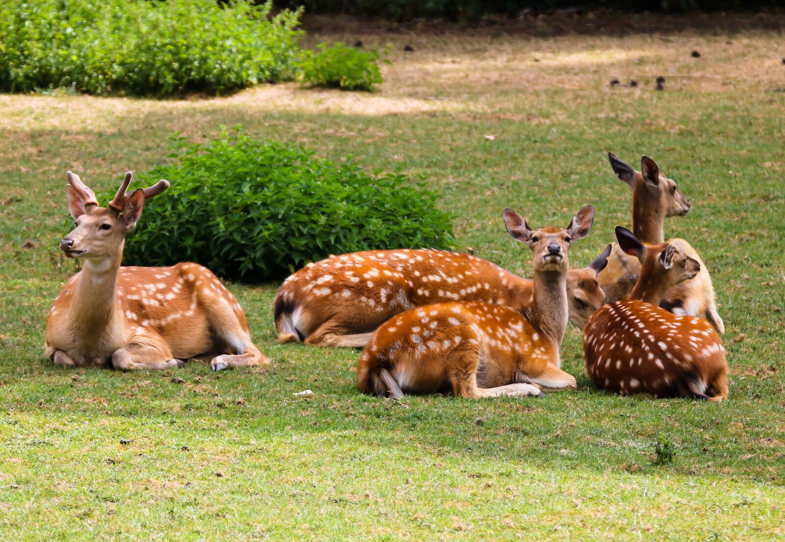 Canon EOS 70D + Tamron SP 150-600mm F5-6.3 Di VC USD sample photo. Animal world, fallow deer photography