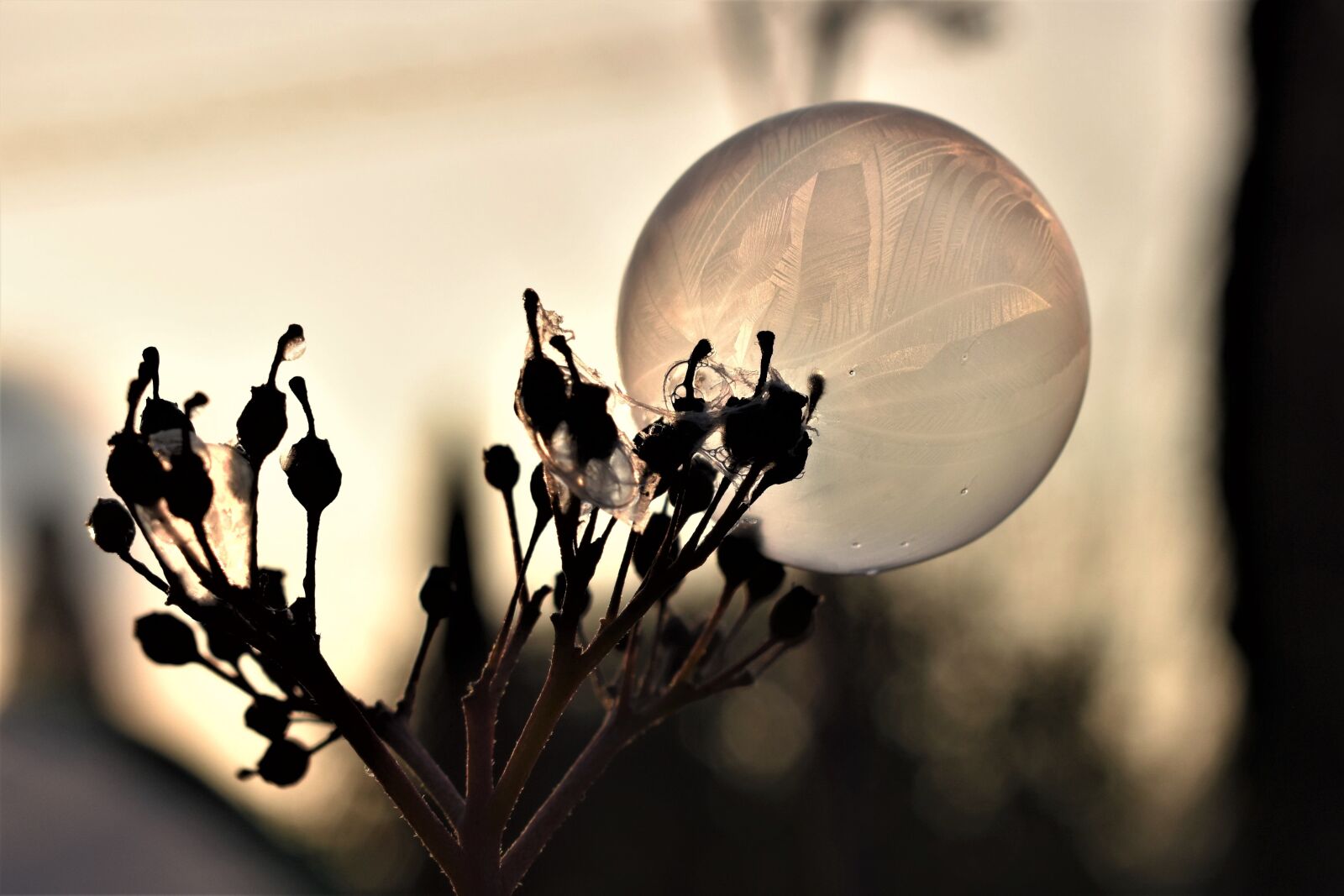 Nikon D5500 sample photo. Soap bubble, frozen, hardest photography