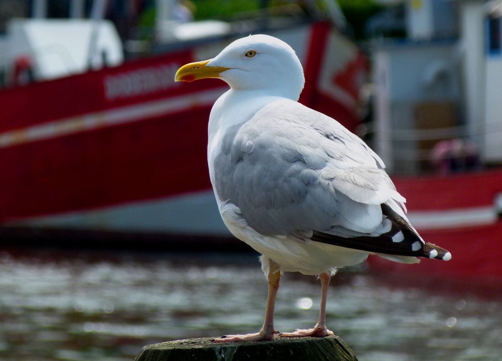 Panasonic Lumix DMC-FZ100 sample photo. Seagull, maritime, bird photography