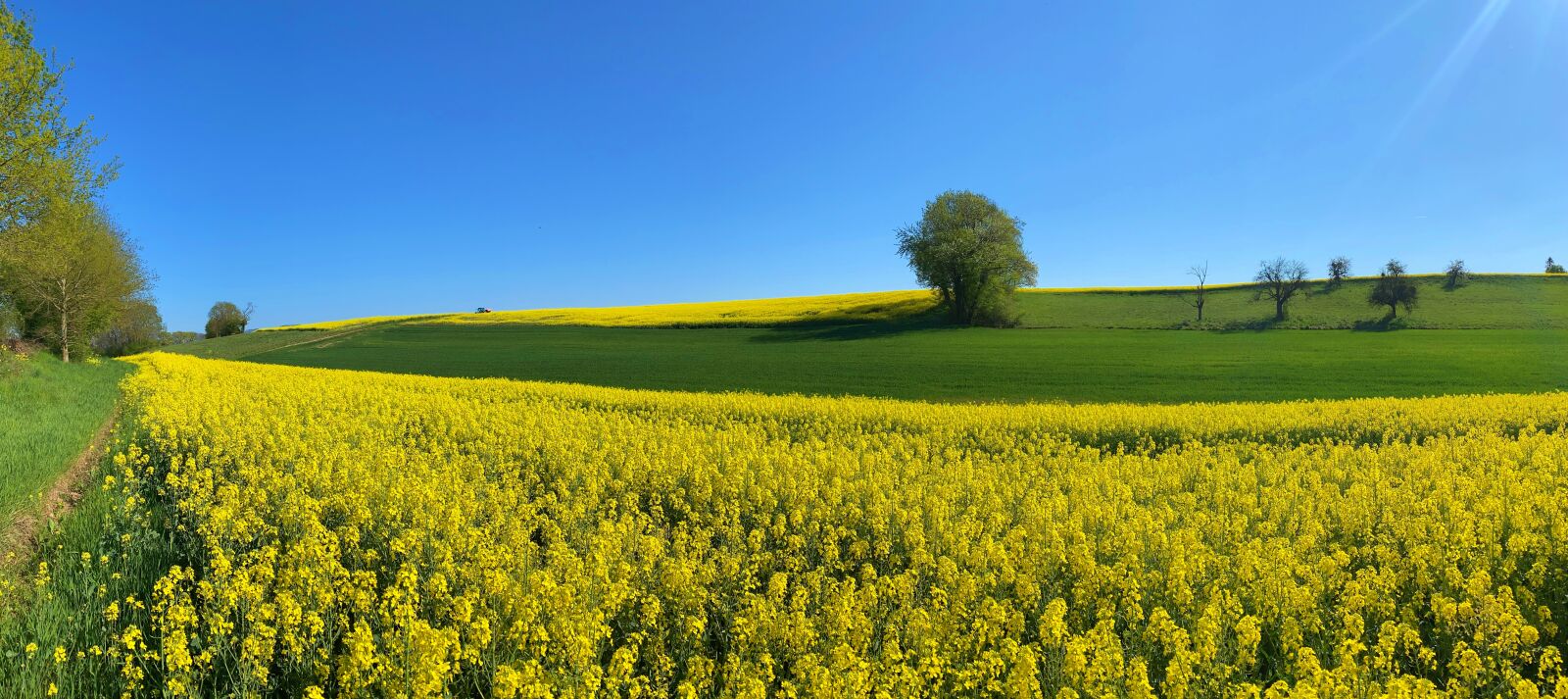 Apple iPhone 11 Pro sample photo. Rapeseed, field, landscape photography