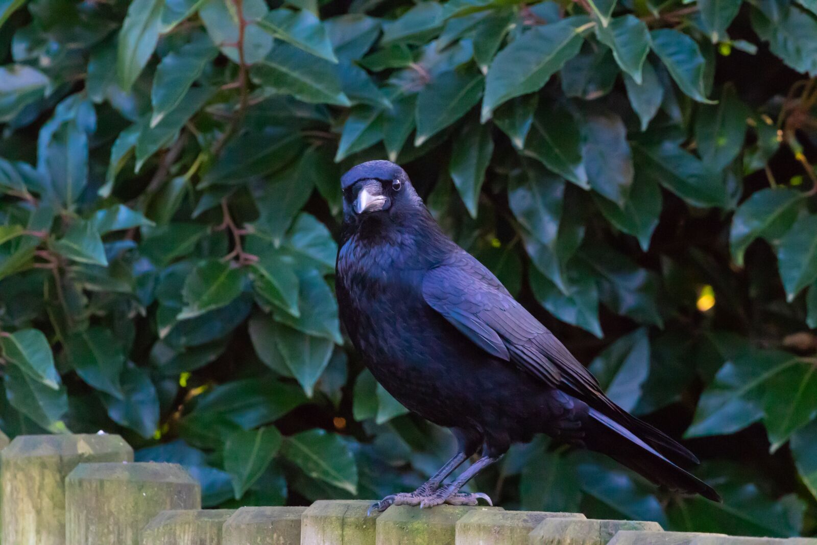 Canon EOS 7D Mark II sample photo. Crow, black crow, raven photography