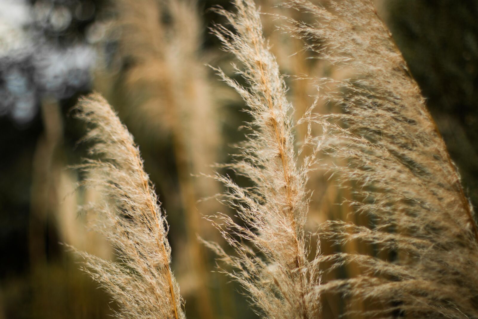 Canon EOS 70D + Canon EF 50mm F1.4 USM sample photo. Juncos, dry leaf, still photography