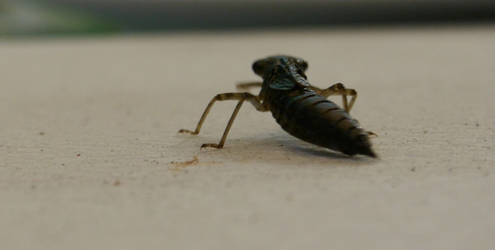 Panasonic Lumix DMC-G6 sample photo. Dragonflies, dragonfly larvae, insect photography