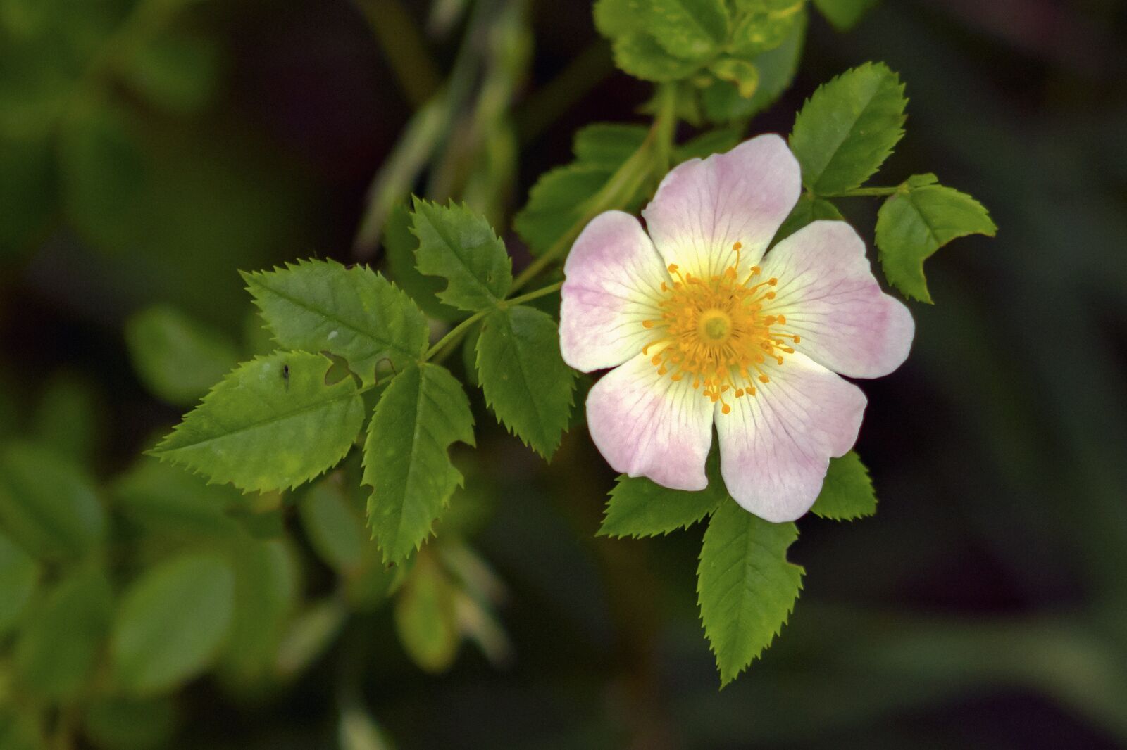Canon EF75-300mm f/4-5.6 sample photo. Brian, wild roses, rosehips photography