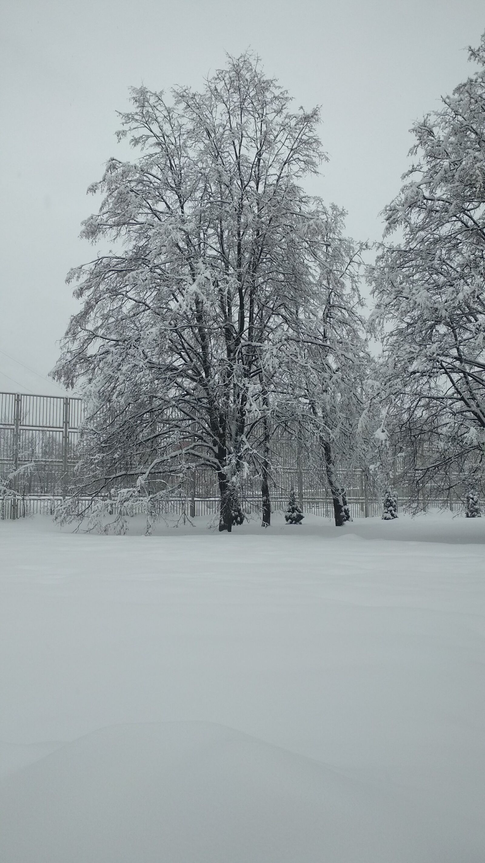 Xiaomi Redmi 4X sample photo. Winter, snow, nature photography