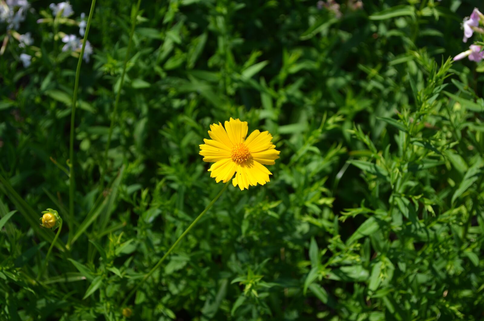 Nikon D5100 sample photo. Park, flowers, spring photography