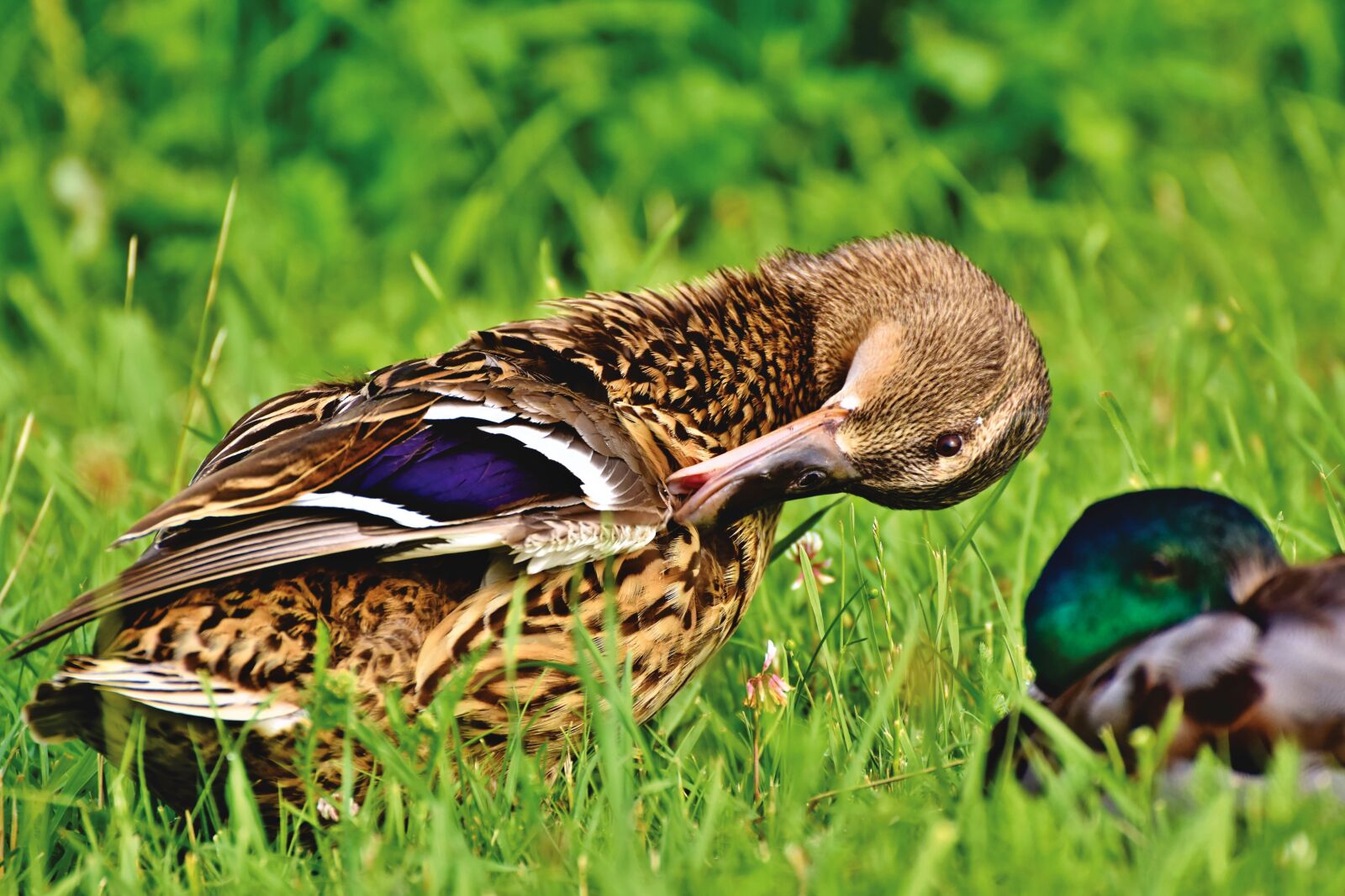 Nikon D7200 sample photo. Mallard, duck, water bird photography