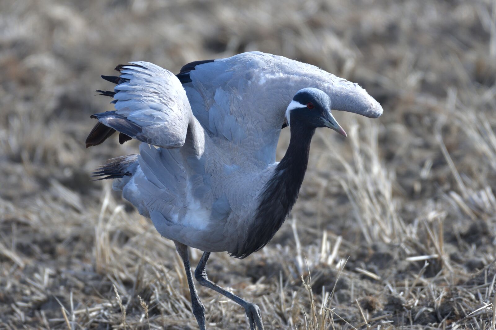 Nikon D500 sample photo. Bird, wild animals, natural photography