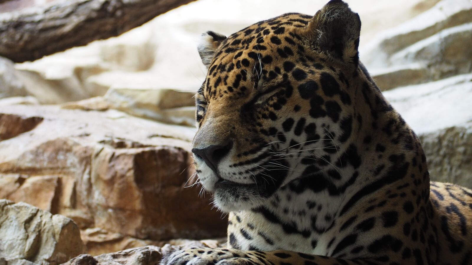 Olympus OM-D E-M10 II sample photo. Jaguar, cat, animal photography