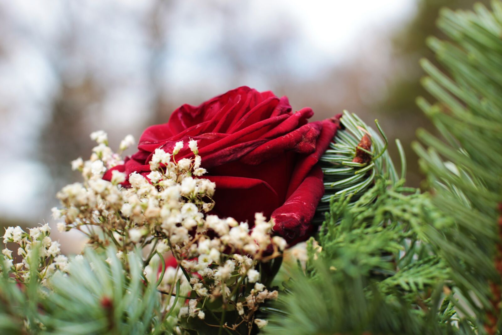 Canon EF 50mm F1.4 USM sample photo. Rose, jewellery, arrangement photography