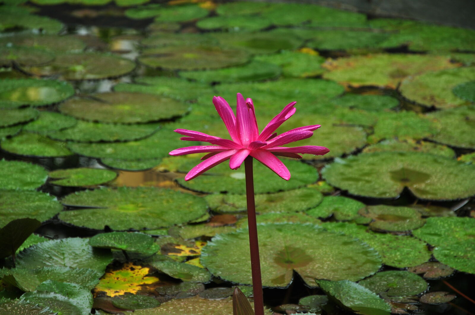 Nikon D90 sample photo. Beautiful, flowers, flower, india photography