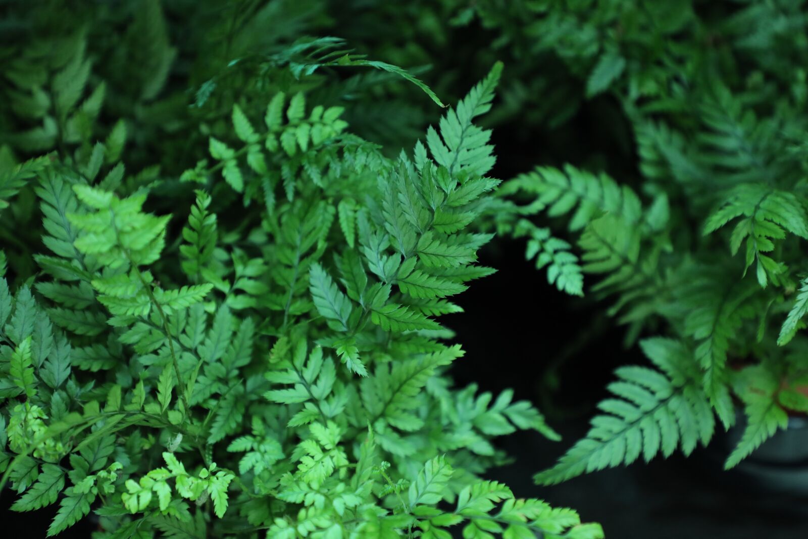 Canon EOS 5D Mark IV + Canon EF 24-105mm F4L IS USM sample photo. Leaf, fern, flora photography