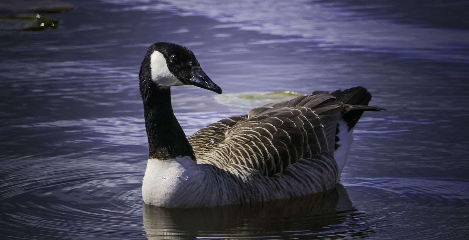 Panasonic Lumix DMC-FZ2500 (Lumix DMC-FZ2000) sample photo. Geese, birds, canada geese photography