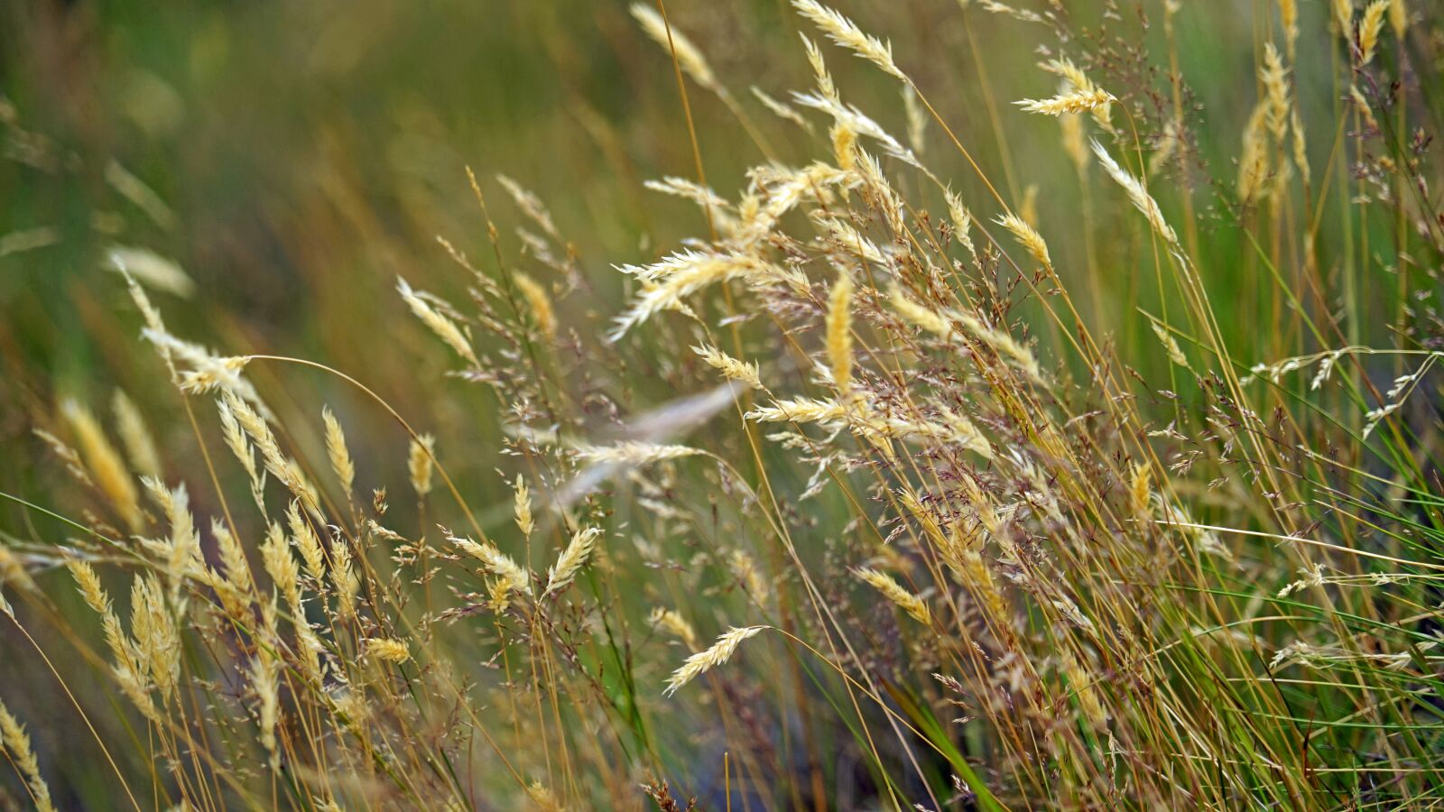 Sony a7 + Sony FE 24-240mm F3.5-6.3 OSS sample photo. Meadow, grass, grasses photography