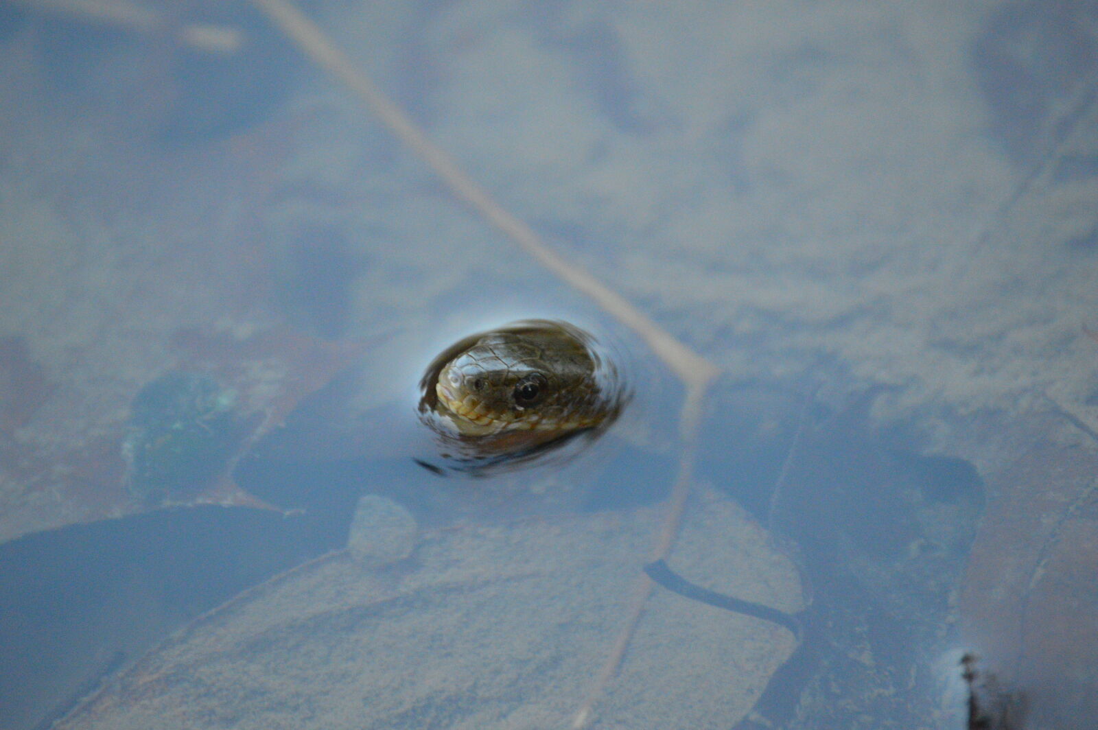 Nikon D3200 sample photo