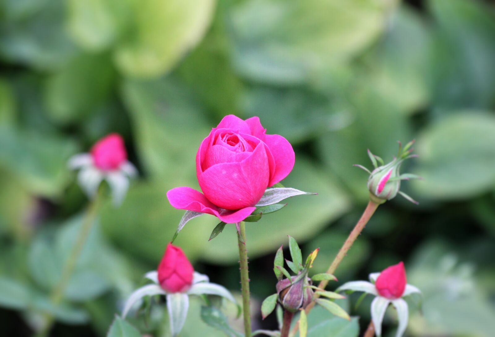Canon EOS 550D (EOS Rebel T2i / EOS Kiss X4) sample photo. Rose, flower, red photography