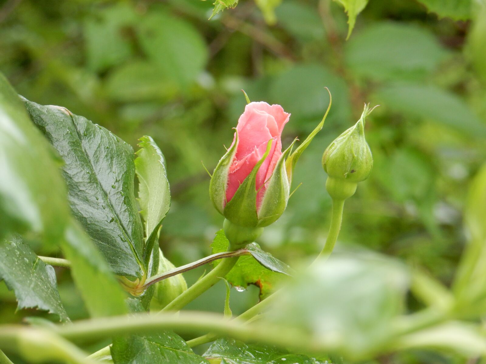 Nikon Coolpix S9900 sample photo. Rose, pink, flower photography
